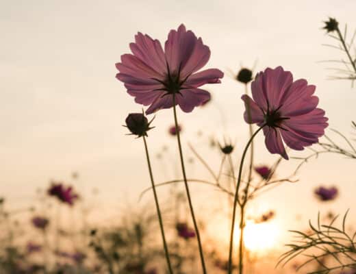Studio photo boudoir : se révéler et se réconcilier avec son corps